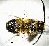  (Eucera nigrilabris - BGE_00632_F02)  @11 [ ] CreativeCommons - Attribution Share - Alike (2055) Unspecified Unspecified