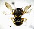  (Pseudoanthidium stigmaticorne - BGE_00632_G06)  @11 [ ] CreativeCommons - Attribution Share - Alike (2089) Unspecified Unspecified