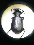  (Calosoma auropunctatum - BGE_00633_A02)  @11 [ ] CreativeCommons - Attribution Share - Alike (2025) Unspecified Unspecified