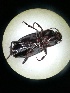  (Calathus distinguendus - BGE_00633_E01)  @11 [ ] CreativeCommons - Attribution Share - Alike (2025) Unspecified Unspecified