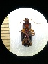  (Calathus erratus - BGE_00634_A11)  @11 [ ] CreativeCommons - Attribution Share - Alike (2025) Unspecified Unspecified