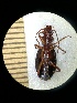  (Platynus scrobiculatus - BGE_00634_D07)  @11 [ ] CreativeCommons - Attribution Share - Alike (2044) Unspecified Unspecified