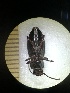  (Pterostichus oblongopunctatus - BGE_00634_D11)  @11 [ ] CreativeCommons - Attribution Share - Alike (2056) Unspecified Unspecified