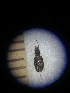  (Bembidion balcanicum - BGE_00634_F03)  @11 [ ] CreativeCommons - Attribution Share - Alike (2025) Unspecified Unspecified