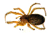  (Enoplognatha bryjai - BGE_00635_B04)  @11 [ ] CreativeCommons - Attribution Share - Alike (2025) Unspecified Unspecified