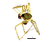  (Lepthyphantes notabilis - BGE_00635_D12)  @11 [ ] CreativeCommons - Attribution Share - Alike (2025) Unspecified Unspecified