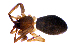  (Mesiotelus viridis - BGE_00635_F10)  @11 [ ] CreativeCommons - Attribution Share - Alike (2025) Unspecified Unspecified