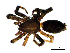  (Zelotes cingarus - BGE_00635_G02)  @11 [ ] CreativeCommons - Attribution Share - Alike (2025) Unspecified Unspecified