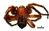  (Palliduphantes trnovensis - BGE_00635_H11)  @11 [ ] CreativeCommons - Attribution Share - Alike (2025) Unspecified Unspecified