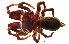  (Atypus muralis - BGE_00636_A02)  @11 [ ] CreativeCommons - Attribution Share - Alike (2025) Unspecified Unspecified