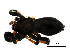 (Drassyllus villicoides - BGE_00636_B01)  @11 [ ] CreativeCommons - Attribution Share - Alike (2025) Unspecified Unspecified