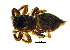  (Heliophanus patagiatus - BGE_00636_B02)  @11 [ ] CreativeCommons - Attribution Share - Alike (2025) Unspecified Unspecified