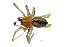  (Cheiracanthium pelasgicum - BGE_00636_D07)  @11 [ ] CreativeCommons - Attribution Share - Alike (2025) Unspecified Unspecified