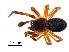  (Metopobactrus ascitus - BGE_00636_D08)  @11 [ ] CreativeCommons - Attribution Share - Alike (2025) Unspecified Unspecified