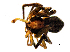  (Pulchellodromus glaucinus - BGE_00636_F08)  @11 [ ] CreativeCommons - Attribution Share - Alike (2025) Unspecified Unspecified