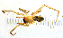  (Mesiotelus scopensis - BGE_00636_G03)  @11 [ ] CreativeCommons - Attribution Share - Alike (2025) Unspecified Unspecified