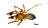  (Mansuphantes rectilamellus - BGE_00636_H07)  @11 [ ] CreativeCommons - Attribution Share - Alike (2025) Unspecified Unspecified