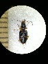  (Bembidion inoptatum - BGE_00639_A08)  @11 [ ] CreativeCommons - Attribution Share - Alike (2025) Unspecified Unspecified