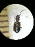  (Apristus reticulatus - BGE_00639_C01)  @11 [ ] CreativeCommons - Attribution Share - Alike (2025) Unspecified Unspecified