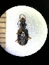  (Bembidion dalmatinum - BGE_00639_H01)  @11 [ ] CreativeCommons - Attribution Share - Alike (2025) Unspecified Unspecified