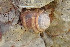  (Helix schlaeflii - BGE_00641_A04)  @11 [ ] CreativeCommons - Attribution Share - Alike (2025) Unspecified Unspecified