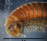  ( - BGE_00642_C12)  @11 [ ] CreativeCommons - Attribution Share - Alike (2033) Unspecified Unspecified