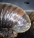  ( - BGE_00642_G01)  @11 [ ] CreativeCommons - Attribution Share - Alike (2132) Unspecified Unspecified