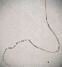  (Longidoridae - BGE_00645_A01)  @11 [ ] CreativeCommons - Attribution Share - Alike (2025) Unspecified Unspecified