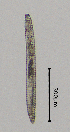  (Criconema annuliferum - BGE_00645_C01)  @11 [ ] CreativeCommons - Attribution Share - Alike (2025) Unspecified Unspecified