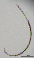  (Belondiridae - BGE_00645_C05)  @11 [ ] CreativeCommons - Attribution Share - Alike (2025) Unspecified Unspecified