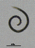  ( - BGE_00645_E03)  @11 [ ] CreativeCommons - Attribution Share - Alike (2025) Unspecified Unspecified