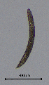  (Criconema - BGE_00645_F02)  @11 [ ] CreativeCommons - Attribution Share - Alike (2025) Unspecified Unspecified