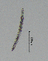  (Mesocriconema xenoplax - BGE_00645_F12)  @11 [ ] CreativeCommons - Attribution Share - Alike (2026) Unspecified Unspecified