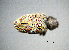  (Tanymecus dilaticollis - BGE_00646_A01)  @11 [ ] CreativeCommons - Attribution Share - Alike (2025) Unspecified Unspecified