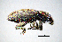  ( - BGE_00646_A01)  @11 [ ] CreativeCommons - Attribution Share - Alike (2025) Unspecified Unspecified