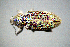  ( - BGE_00646_A02)  @11 [ ] CreativeCommons - Attribution Share - Alike (2025) Unspecified Unspecified