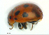  (Chrysomelini - BGE_00646_B12)  @11 [ ] CreativeCommons - Attribution Share - Alike (2025) Unspecified Unspecified