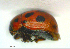  ( - BGE_00646_C03)  @11 [ ] CreativeCommons - Attribution Share - Alike (2025) Unspecified Unspecified