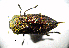  ( - BGE_00646_G10)  @11 [ ] CreativeCommons - Attribution Share - Alike (2025) Unspecified Unspecified