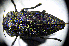  ( - BGE_00646_G12)  @11 [ ] CreativeCommons - Attribution Share - Alike (2025) Unspecified Unspecified
