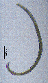  ( - BGE_00647_A05)  @11 [ ] CreativeCommons - Attribution Share - Alike (2025) Unspecified Unspecified