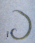  ( - BGE_00647_A06)  @11 [ ] CreativeCommons - Attribution Share - Alike (2025) Unspecified Unspecified