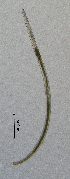  (Pungentinae - BGE_00647_A10)  @11 [ ] CreativeCommons - Attribution Share - Alike (2025) Unspecified Unspecified