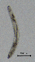  ( - BGE_00647_B07)  @11 [ ] CreativeCommons - Attribution Share - Alike (2025) Unspecified Unspecified