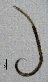  ( - BGE_00647_C01)  @11 [ ] CreativeCommons - Attribution Share - Alike (2025) Unspecified Unspecified