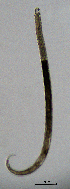  ( - BGE_00647_C02)  @11 [ ] CreativeCommons - Attribution Share - Alike (2025) Unspecified Unspecified
