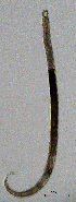  ( - BGE_00647_C02)  @11 [ ] CreativeCommons - Attribution Share - Alike (2025) Unspecified Unspecified