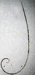  (Longidorinae - BGE_00647_C10)  @11 [ ] CreativeCommons - Attribution Share - Alike (2025) Unspecified Unspecified