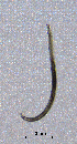  ( - BGE_00647_D06)  @11 [ ] CreativeCommons - Attribution Share - Alike (2025) Unspecified Unspecified