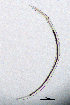  (Paractinolaimus macrolaimus - BGE_00647_D09)  @11 [ ] CreativeCommons - Attribution Share - Alike (2025) Unspecified Unspecified